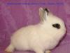 Декоративные крольчата самые красивые в москве превью 727113.