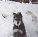 Превью Очаровательная лохматушка Дуся Москва - 1