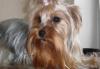 Щенки иоркширского терьера превью 728180.