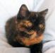 Экзотическая кошечка превью 728887.