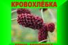 Превью Кровохлёбка лекарственная Саратов - 1