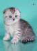 Британские  котята и скотиш-фолды превью 729386.