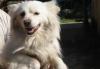 Совсем маленькая собачка, белая пушистая красотка превью 729616.