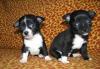 Щенки чихуа редкого чёрного окраса мальчики превью 729663.