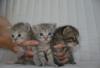 Котята превью 730022.