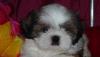 Щенки ши-тцу от чемпионов превью 730182.