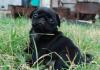 Продаю чёрную девочку-мопсика превью 731047.