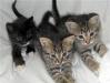 В дар - маленькие котята превью 731592.