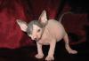Котята канадского сфинкса превью 732160.