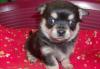 Чихуахуа девочки и мальчики превью 732576.
