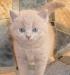 Продаются британские короткошерстные котята превью 733248.