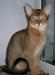 Абиссинская кошечка превью 733295.
