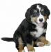 Щенок Бернского Зенненхунда превью 734198.