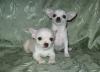 Щенки Чиха превью 734656.