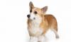 Вельш корги пемброк превью 734914.