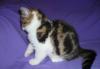 Превью Мраморные страйтики котики 1.5 мес Москва - 4