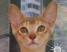Абиссинский котик превью 735299.