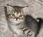 Шотландский  котенок Тайгер превью 735468.