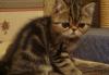 Котик 2мес.-мраморный британец превью 735473.