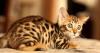 Бенгальский котенок (кошка) превью 735650.
