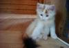 Отдам котят в хорошие руки превью 735877.