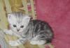 Шотландский вислоухий котенок, недорого превью 736196.