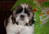 Превью Крошки Ши-тцу Москва - 1