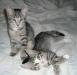 Кошечки в дар превью 737216.