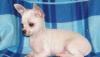 Чихуахуа белый мальчик Чародей превью 737241.