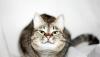Добродушная общительная кошечка Катерина 1г превью 737358.