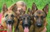 Щенки немецкой овчарки превью 738030.