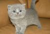 Британский котик превью 738127.