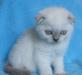Эксклюзивная кошечка скоттиш-фолд превью 730928.