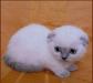Превью Эксклюзивная кошечка скоттиш-фолд Санкт-Петербург - 2