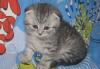 Шотландские вислоухие котята, с родословной превью 739029.