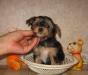 Щенки йоркширского терьера превью 739739.