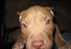 Щенок американского пит-бультерьера превью 741245.
