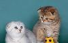Продаю котят Британцы,Шотланцы превью 741704.