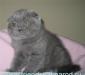 Превью Плюшевые Британские, Шотландские вислоухие  котята Москва - 1