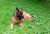 Превью Девочка немецкой овчарки Москва - 3