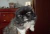 Щенки пекинес превью 742818.