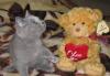 Шикарные британские плюшевые котята превью 740389.