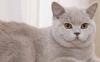 Кошка  британская (скоттиш-страйт), 1,2 года превью 743126.