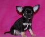Щенки чихуахуа мини, супер мини и стандарт превью 743136.