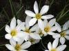 Превью Зефирантес- выскочка белый Москва - 2