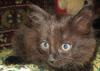 В дар котята, 2 мес превью 743315.