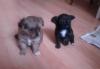 Щенки чихуахуа 1,5 мес девочки превью 743370.