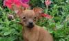 Той -терьер, 3 мес., ярко рыжий,супер мини, РКФ превью 743416.