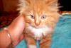 Пушистик.Рыжий 2 мес превью 743445.