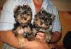 Щенки йорка девочки превью 740423.